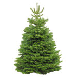 Nordmann Fir 7/7.5ft