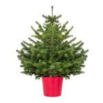 Potted Nordman Fir 3/4ft