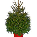 Potted Norway Spruce 3/4ft